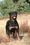 ROTTWEILER 018